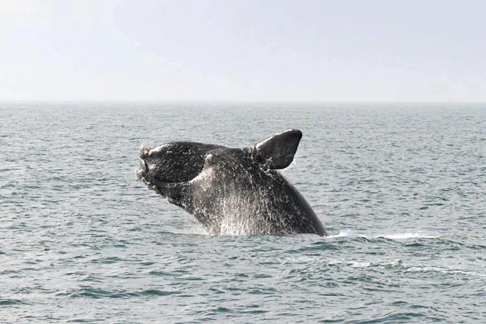 A North Atlantic right whale breaches. Protection of the species fuels much of US offshore wind opposition