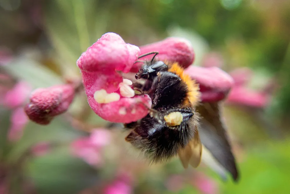 Humle som bestøver blomster. Foto: Gorm Kallestad / NTB scanpix