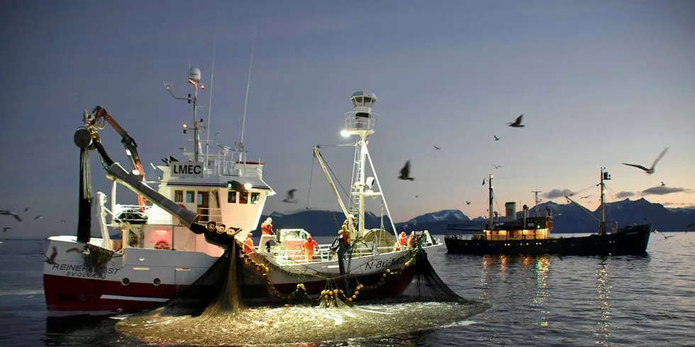 OVERVÅKES: «Reinefangst» tar om bord nvg-sild på Kvænangen – under «overvåkning» av turistbåten «Stockholm».Foto: Fiskeridirektoratet