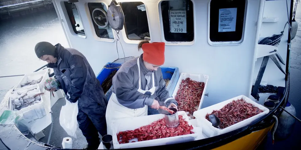 Kokte reker selges i stor grad til Norge o Sverige, men Svein Ruud i Norway Kingcrab tror resten av verden kan bli markedet for levende reker fisket med teiner. Illustrasjonsfoto: Luca Kleve-Ruud