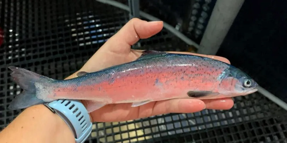 A salmon from 'batch 11' for Atlantic Sapphire's US operations in Florida.