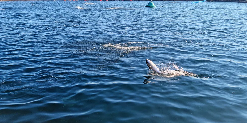 Seløy Sjøprodukter ligger i Herøy kommune i Nordland. Illustrasjonsfoto.