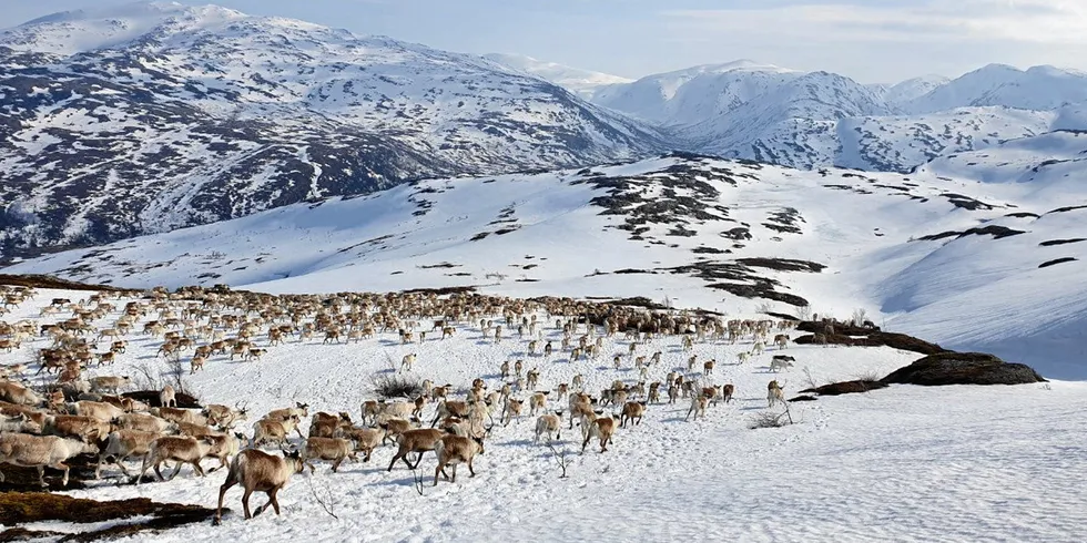 Flytting av rein til vinterbeitet på Øyfjellet skal i fjor høst ha vært krevende.