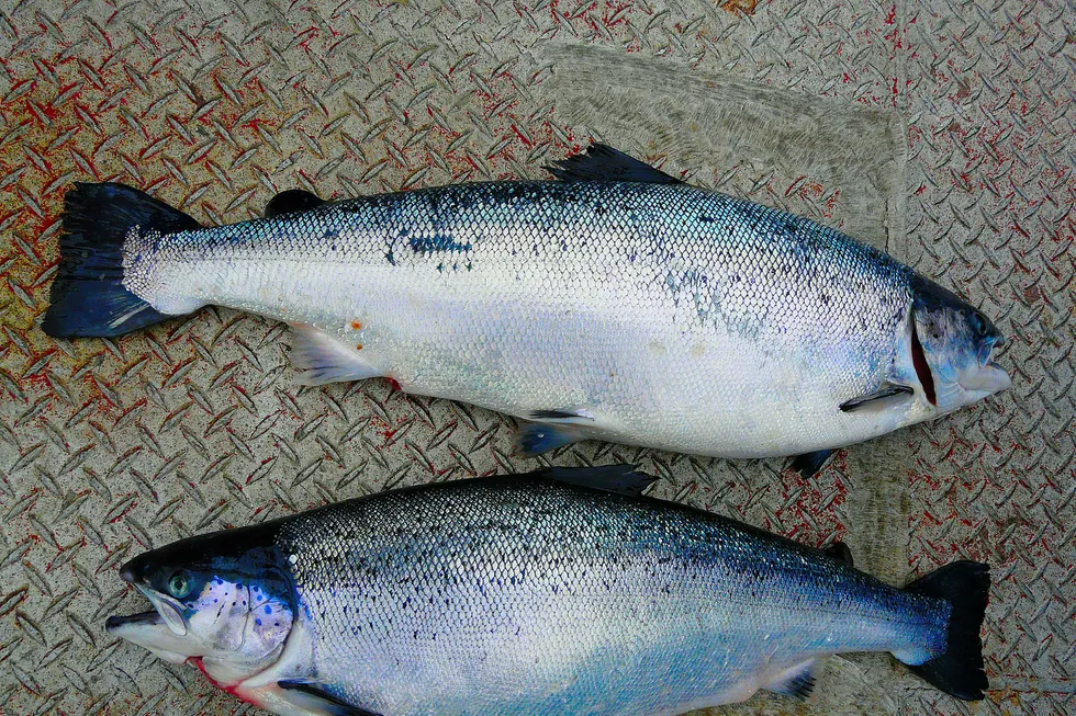 Laksesykdommen CMS sprer seg til stadig flere oppdrettsanlegg langs hele norskekysten. Et virus gjør at hjertet sprekker når fisken blir stresset. Dette bildet viser to laks som har dødd av hjertesprekk.
