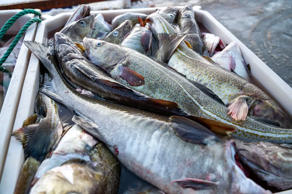 Kar med rund fisk fra syv fiskefartøy sto på kaien da Fiskeridirektoratet var på inspeksjon på mottaket. Ingen av fangstene var sluttseddelført.