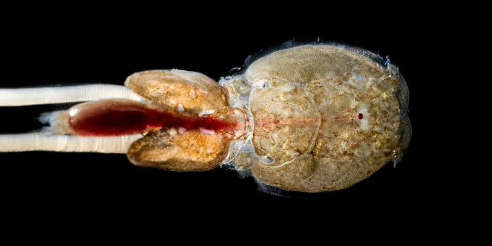 Lakselus (Lepeophtheirus salmonis), hunkjønn, fotografert med en spesiell linse som tillater ekstreme forstørrelser. Lusene er i virkeligheten 4–5 mm brede.