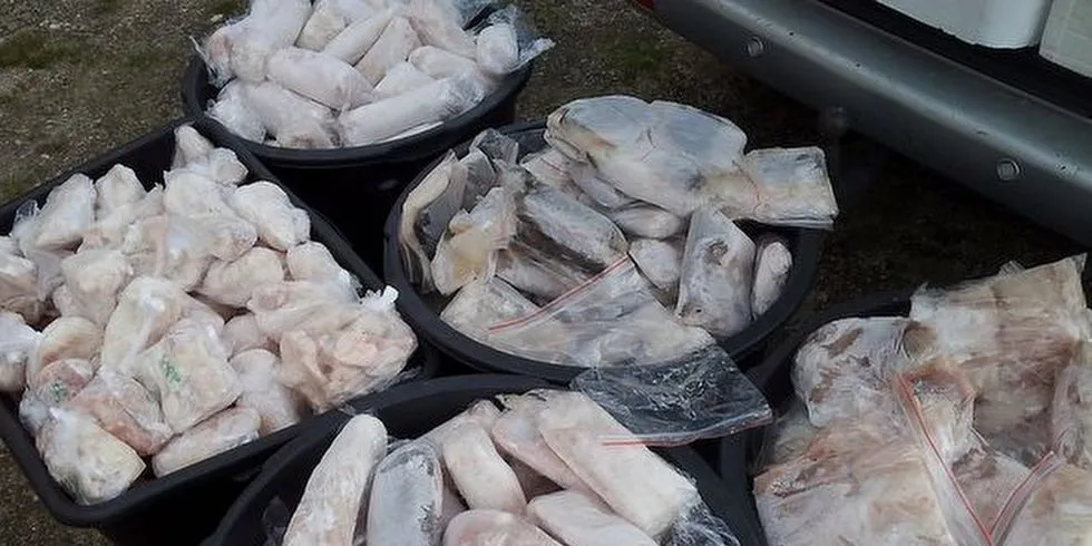 - Vi ser bare toppen av isfjellet, sier tollregion Nord-Norge. De opplever stadig vekk at fisketurister på besøk i Norge forsøker å smugle store mengder av fangsten over grensa. Illustrasjonsfoto: Tollregion Nord-Norge.