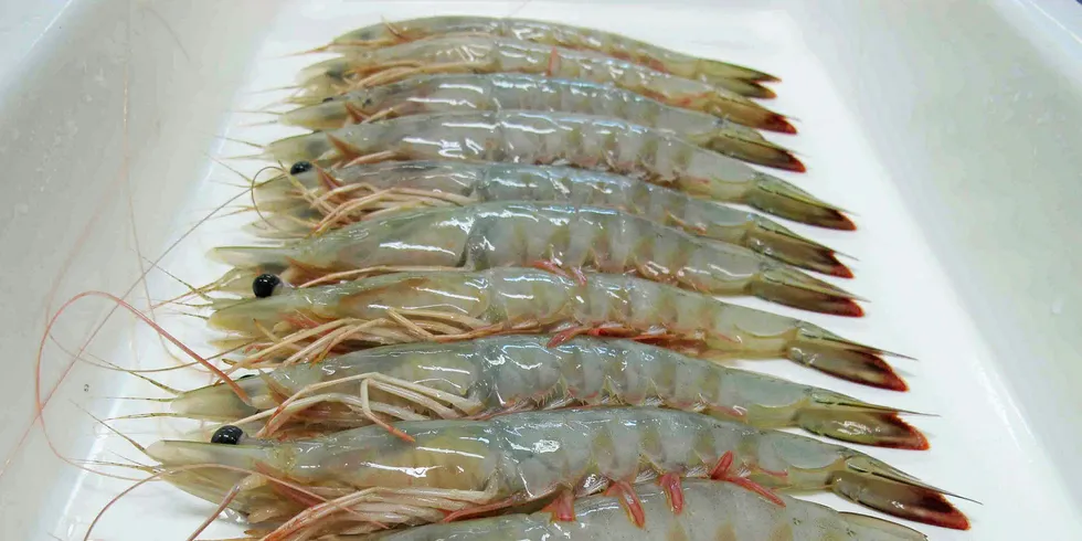 Currently only wild-caught, native Indian white shrimp could hold potential for future farmed production.