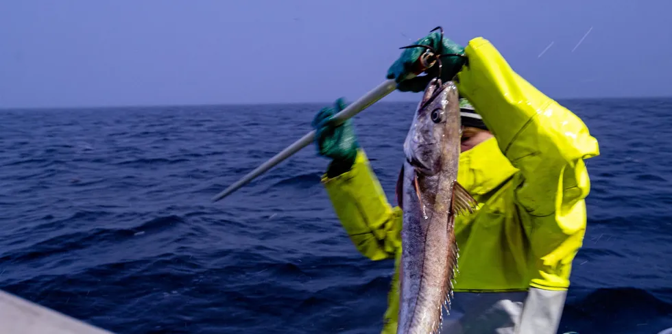 Pilotprosjektet vil deles opp i ulike trinn,. Her fra garnfiske i Trondheimsfjorden.