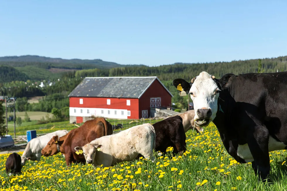Mulighet for at overskudd fra matproduksjonen skal havne ubeskattet i hendene på skjulte skatteparadisinvestorer, fremstår som urettmessig, ifølge artikkelforfatteren. Foto: Ole Morten Melgård