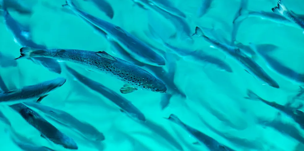 Landbasertoppdretteren Salmon Evolution satte i slutten av mars den første smolten i sitt anlegg på Indre Harøy i Møre og Romsdal. Nå har fisken vokst seg til rundt 3, 3 kilo i snittvekt.