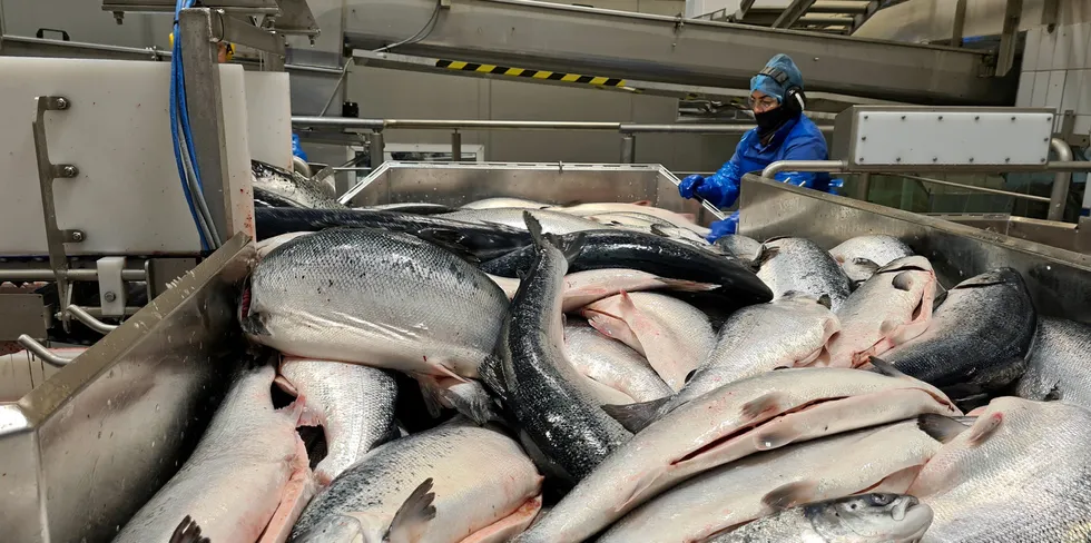 Lerøy Aurora sitt anlegg på Skjervøy i Nord-Troms slakter rundt 70.000 tonn laks per år. Av dette er rundt 30.000 tonn for eksterne kunder, mens rundt 40.000 tonn er Lerøys egen fisk.