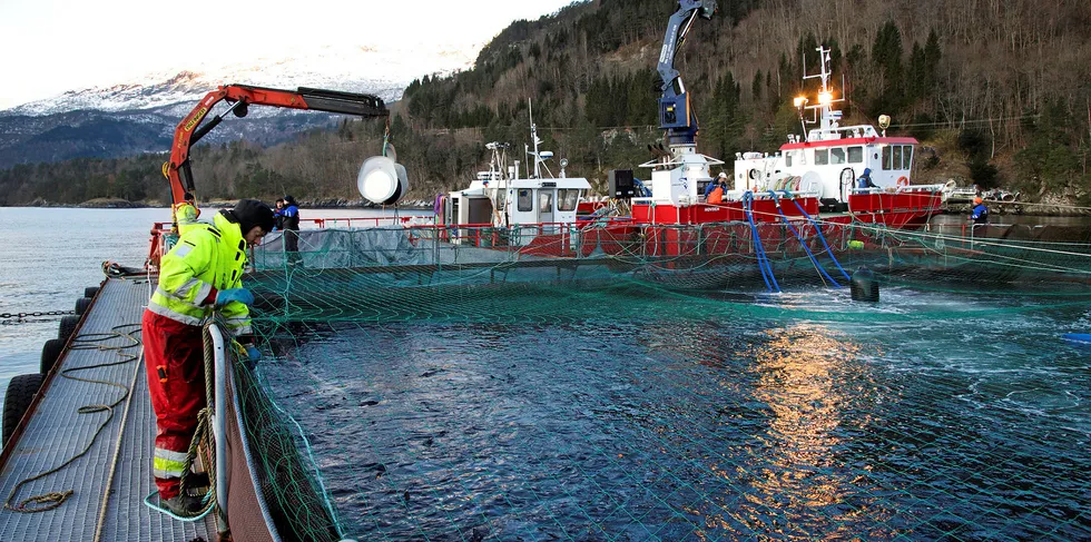 Lingalaks har hovedkontor i Norheimsund i Vestland fylke. Bilde fra avlusing ved lokaliteten Saltkjelen.