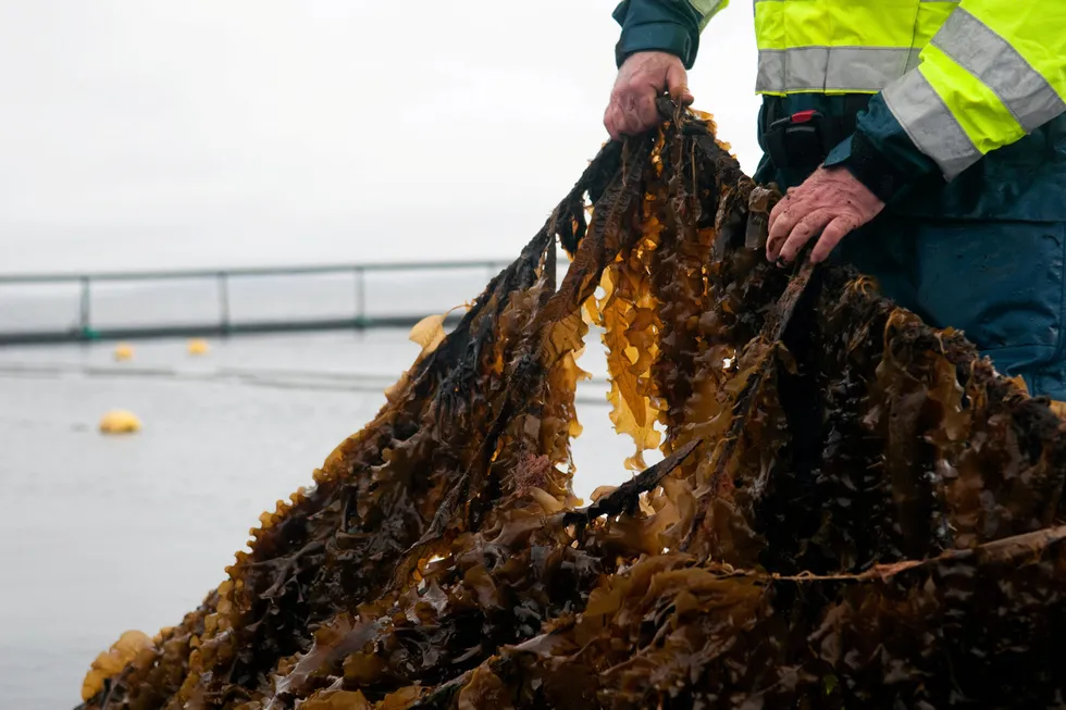 Lerøy og Bellonas selskap Ocean Forest har satt i gang algeproduksjon på Rongøy utenfor Bergen.