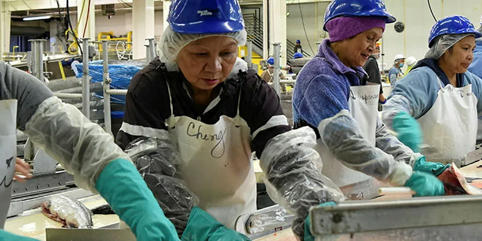 Workers processing wild salmon at Marubeni's North Pacific Seafoods' Red Salmon plant in Alaska.