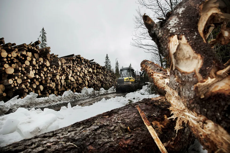Når det gjelder produksjon av biodrivstoff fra norsk skog, fokuserer alle seriøse aktører – både innen forskning og industri – på bruken av restmaterialene, og ikke på hogst av skog til energiproduksjon. Her fra skogshogst i Mo i Rana. Foto: Linda Helen Næsfeldt
