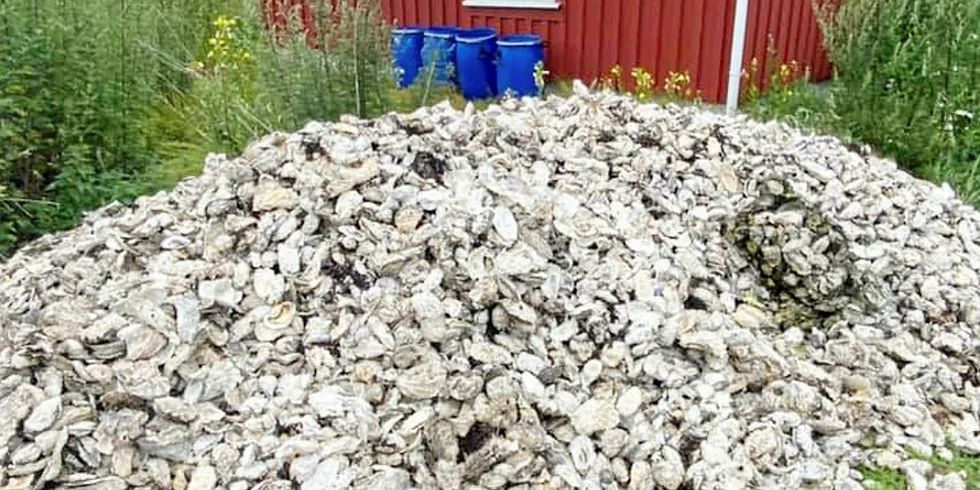 TO TONN: Bare på en uke ble det plukket store mengder stillehavsøsters fra to strender i Vestfold.