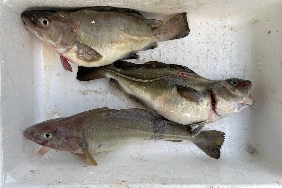 Denne fisken som ble fangstet i Meløy fikk fiskere til å reagere.