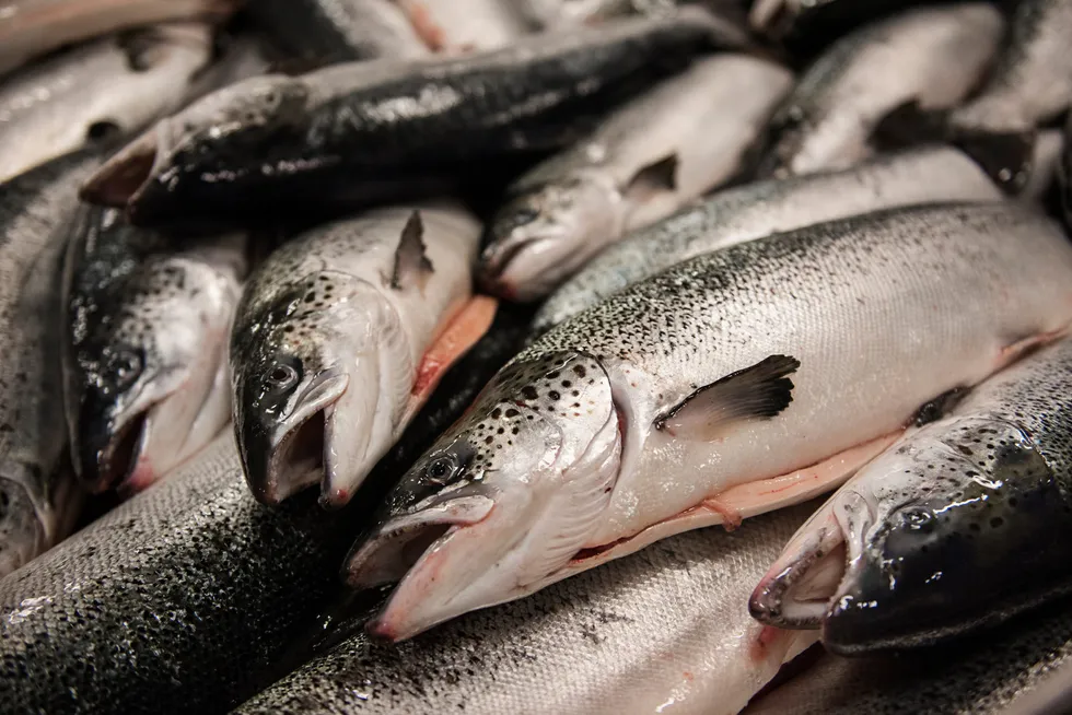 Eksporten av norsk laks har steget rundt 20 prosent fra samme periode i fjor. Her blir laks slaktet ved anlegget til Marine Harvest Eggesbønes.