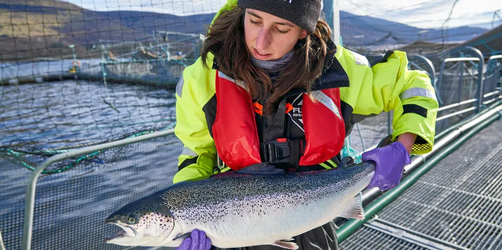 Mowi-røkter sjekker fisken.