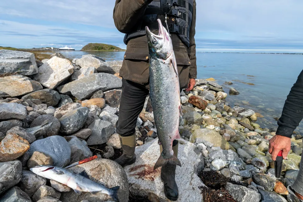 Mange tyskere oppgir at de i hovedsak spiser villaks, noe som trolig ikke stemmer da villaks utgjør en liten del av markedet, viser ny undersøkelse.