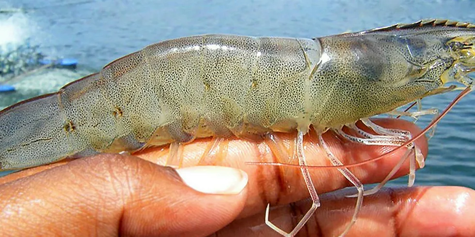 Philippine fish farmer finalizes construction of vannamei shrimp farms and factory.