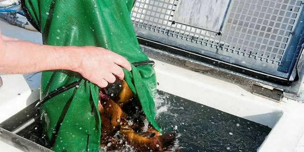 BEGRENSET: Statssekretæren gir lite håp om at det kan bli endringer i leppefiskreguleringene for å få med seg unge fiskere som har investert i 2016, eller 2017.Foto: Kjersti Kvile