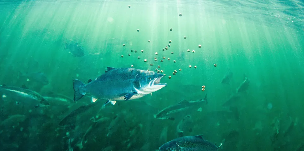 Cargill vil forsette å sende fiskefôr til russiske kunder.