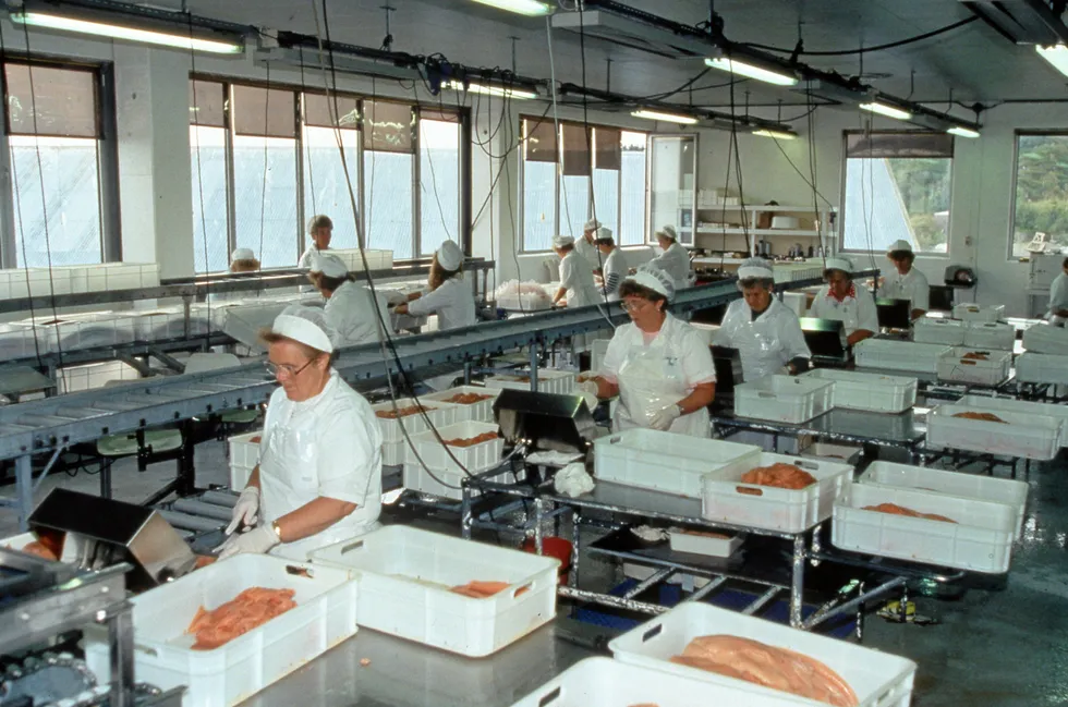 Laksefileter skjæres i porsjoner og pakkes. Både tidspunkt og sted for fotografiet er ukjent.