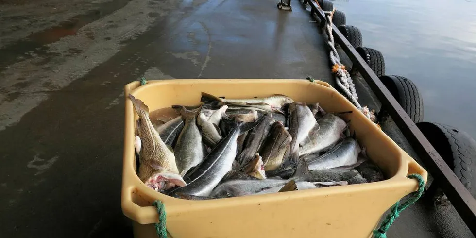 DOBLET: Fiskeriselskapet Børge Iversen doblet resultatet på hyse, sei og torsk.