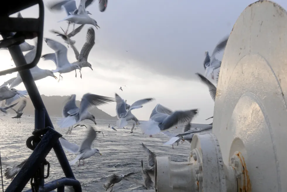 Under hjemturen fra Bodø, oppdaget jeg en havørn ved Tjøtta, men ingen måser, terner eller fiskere på havet, unntatt to reketrålere ved Sandnessjøen. Store fuglefjell uten en eneste fugl.