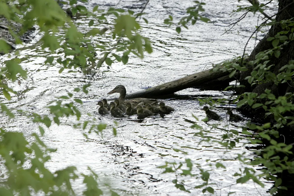 Det blir slutt på import av stokkender for jakt, etter at Miljødirektoratet satte ned foten. Men det er fortsatt lov å jakte på endene i den ordinære jakten. Foto: Sigurdsøn, Bjørn/NTB Scanpix