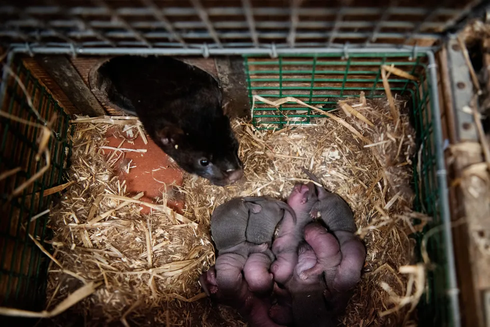 Pelsindustrien er global og pelsforbruk i Norge har alltid vært basert på importerte varer, skriver artikkelforfatteren. Her fra en minkfarm i 2019.