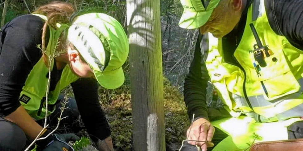 Helge og Trine Olsen graver ved en kraftstolpe for å kontrollere tilstanden.