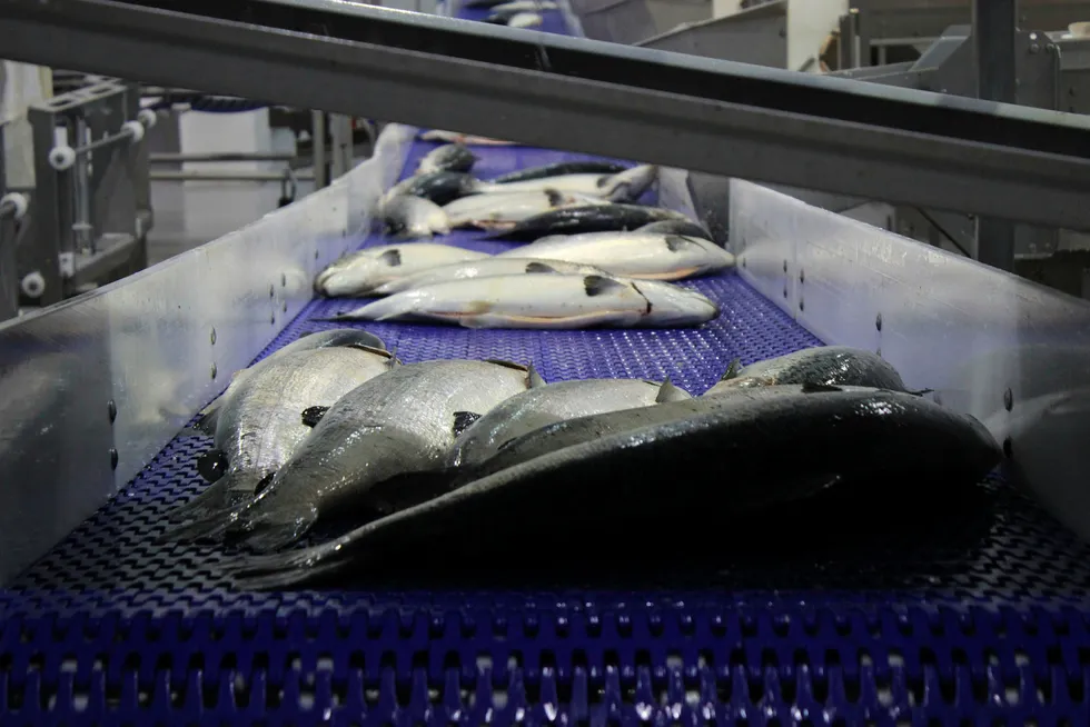 Bare i løpet av dagen har lakseprisen steget rundt fire kroner kiloen. Her fra fabrikken til Nordlaks Produkter på Stokmarknes i Hadsel kommune i Nordland.