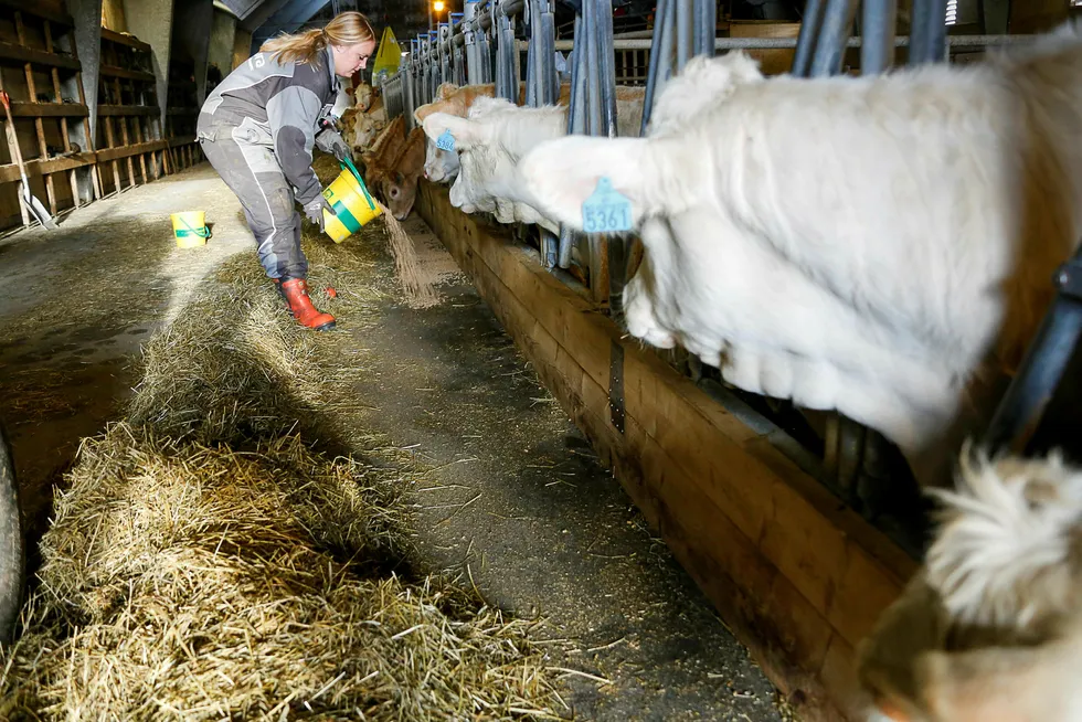 Store bruk med lav egenproduksjon av fôr har tatt betydelige markedsandeler fra små- og mellomstore bruk med høy egenproduksjon av fôr, og sysselsettingen i distriktene har falt, skriver artikkelforfatterne. Foto: Gunnar Lier