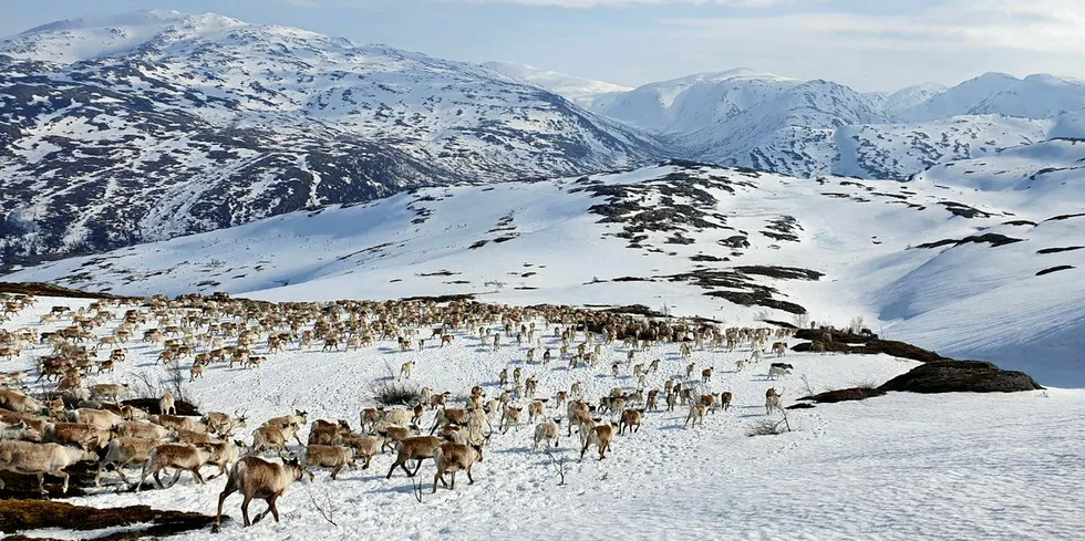 Motvind mener vindkraftutbygging er ødeleggende for reindriften i Jillen Njaarke reinbeitedistrikt i Øyfjellet og andre reindriftsområder. Sammen med Samerådet hevder Motvind Norge at regjeringen bryter norsk lov.