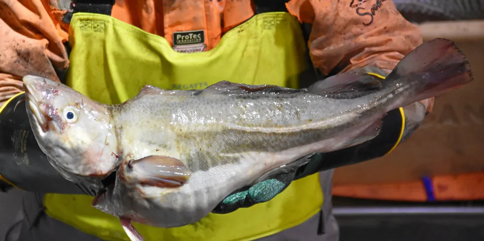 Oppdrettstorsk tatt utenfor Laukvik i Lofoten av skipper Benn Ole Stensvold. Fisken ble tatt på garn i påsken 2023.