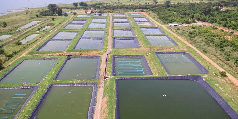 Tropo Farms' hatchery ponds on the Volta Lake.