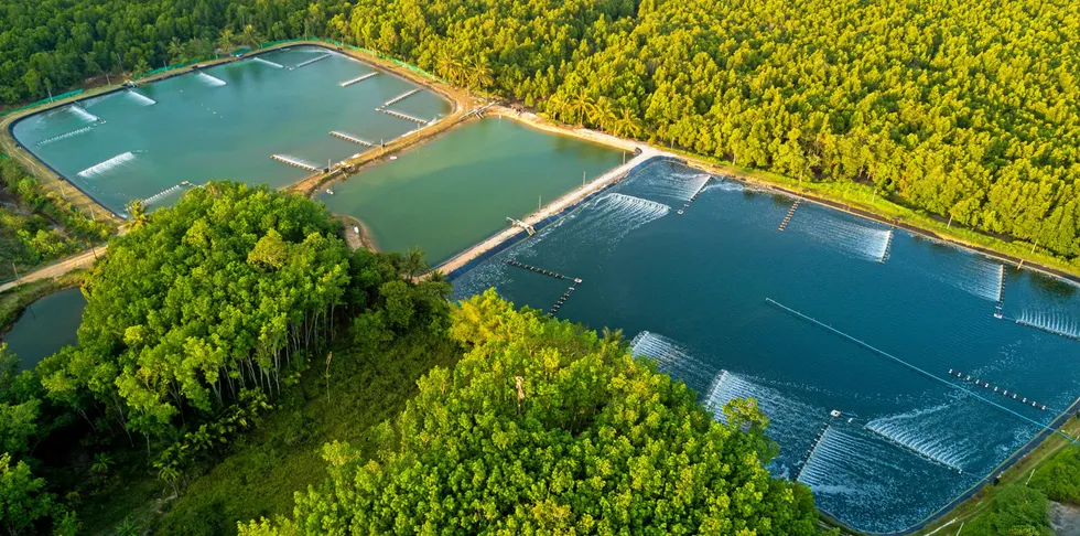 An aerial view of shrimp farms nestled among mangroves in Thailand.