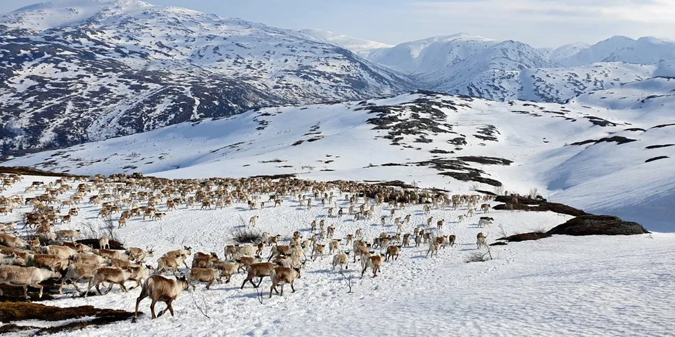 Rettssaken om vindkraftutbyggingen i reindriftområdet på Øyfjellet, er utsatt til høsten 2022.