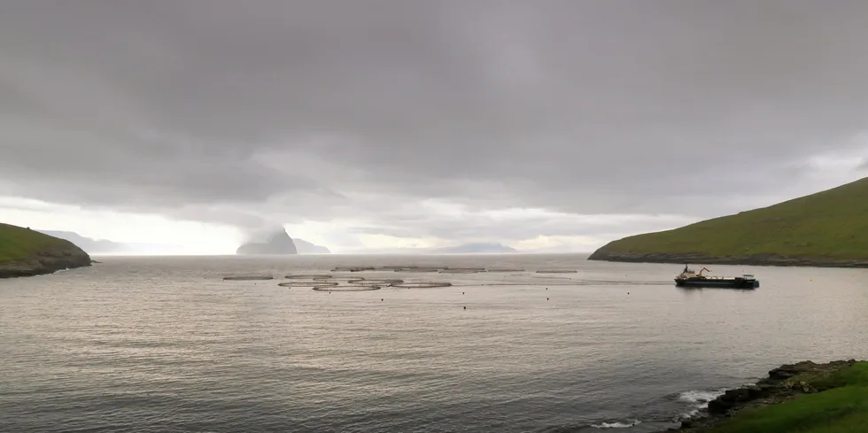 Færøyene, Hiddenfjord, laks