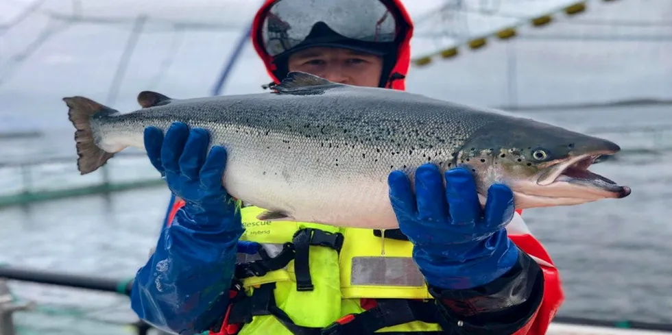 Der er store verdier å hente på bedre fôring og større fisk.