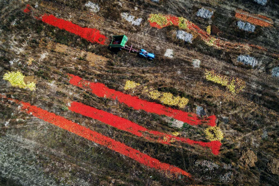 En traktor dumper store mengder tomater nær byen Perly-Certoux i Sveits. Den europeiske hetebølgen har ført til overmodne tomater og overproduksjon samtidig som etterspørselen faller på grunn av sommerferien.