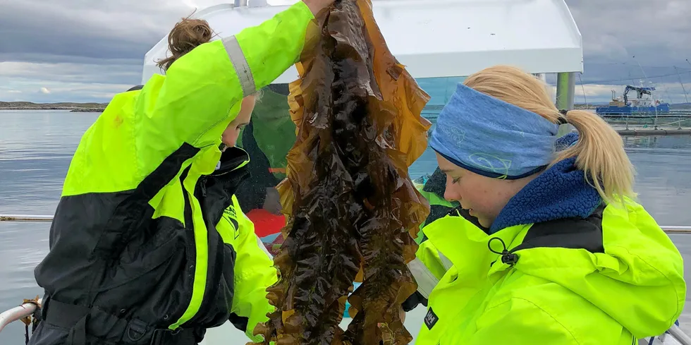 MANGELVARE: Det er ekstra gunstig å produsere lavtrofisk biomasse fra havet fordi mange av organismene inneholder store mengder viktige omega 3-fettsyrer, som etter hvert blir en mangelvare. Bildet viser høsting av tare.