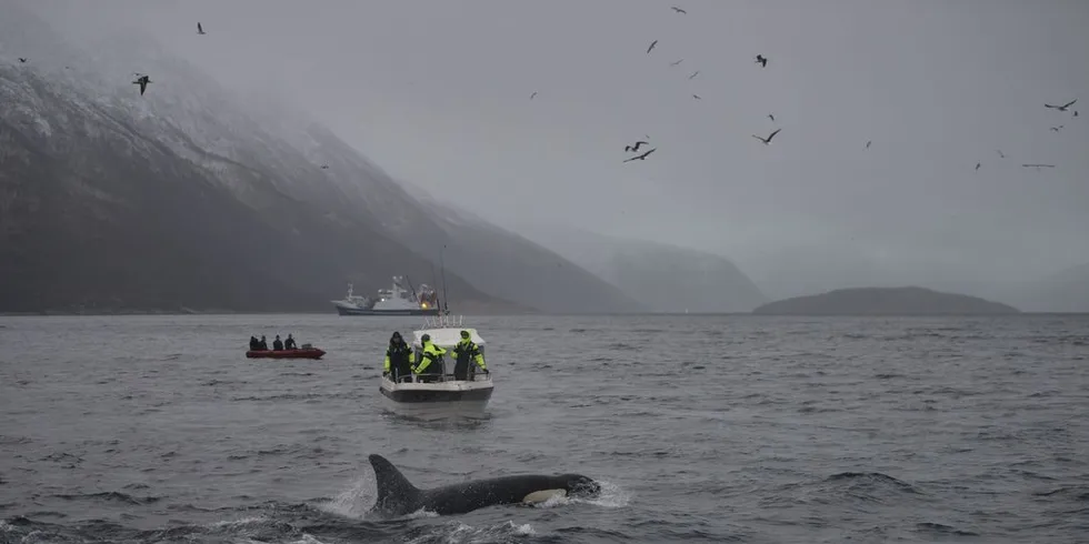 Hensyn til hvalturisme er begrunnelsen for å stenge ute større fartøy fra Kaldfjorden (bildet) og Bergsfjorden. Arkivfoto: Ingun A. Mæhlum/DN