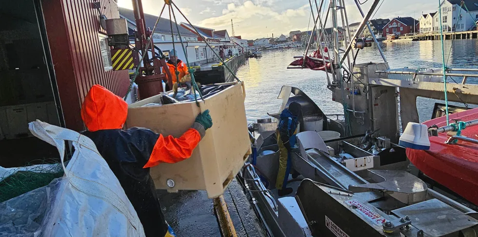 Seilevering på Gadus i Henningsvær.