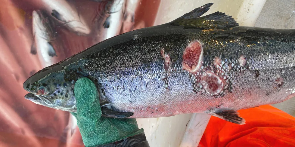 Dette er et eksempel på hvordan en såkalt produksjonsfisk kan se ut. Denne har skader etter angrep av perlesnormaneter. Fisken på bildet har ingen direkte tilknytning til saken.