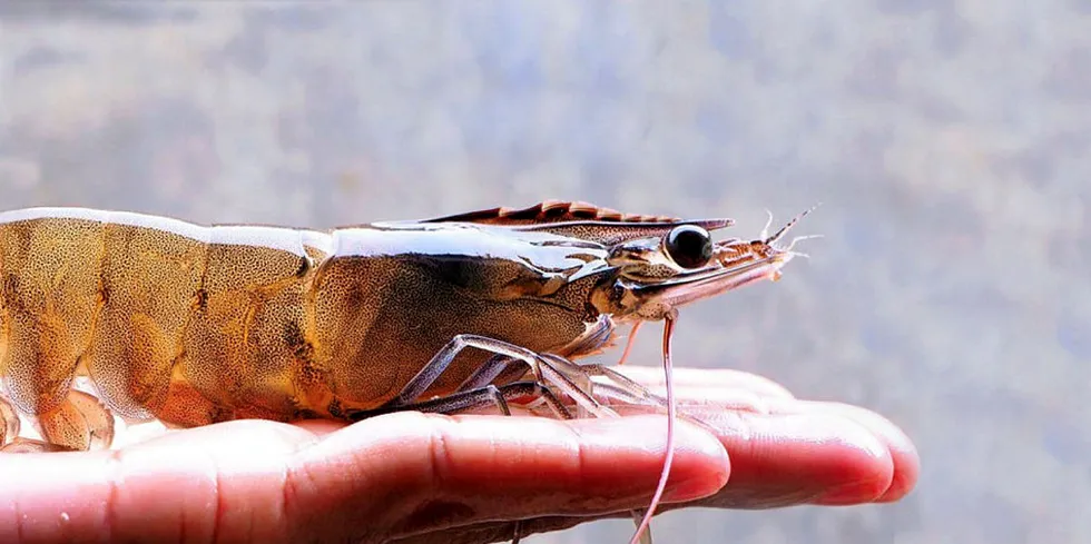 Land-based shrimp farm to take off in the United Kingdom?