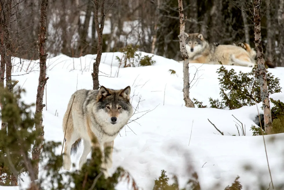 Ulvesonen er en politisk bestemt sone der innbyggerne i lang tid er frastjålet grunnleggende trygghet og næringsgrunnlag av et flertall som selv ikke vil ha belastningen hos seg selv. Deretter er man glemt, sier forfatteren. Her ulver på Langedrag. Foto: Heiko Junge/NTB scanpix